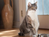 Nuestro Gato
