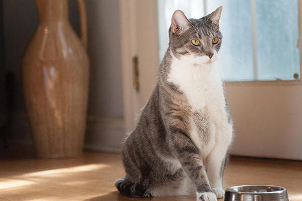 Nuestro Gato